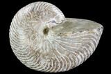 Fossil Nautilus - Madagascar #108235-1